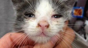 Микоплазмоза при котки: лечение, опасност за хората